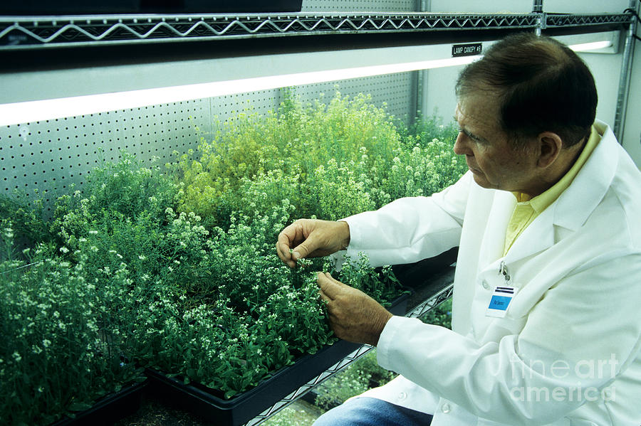 Researcher Inspects Arabidopsis Photograph by Inga Spence