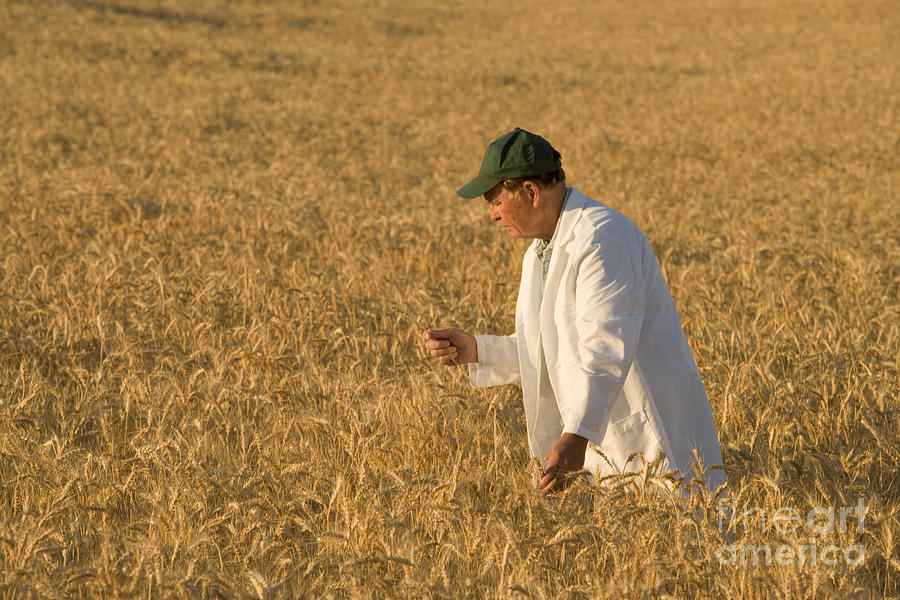 Researchers Inspects Wheat Photograph by Inga Spence