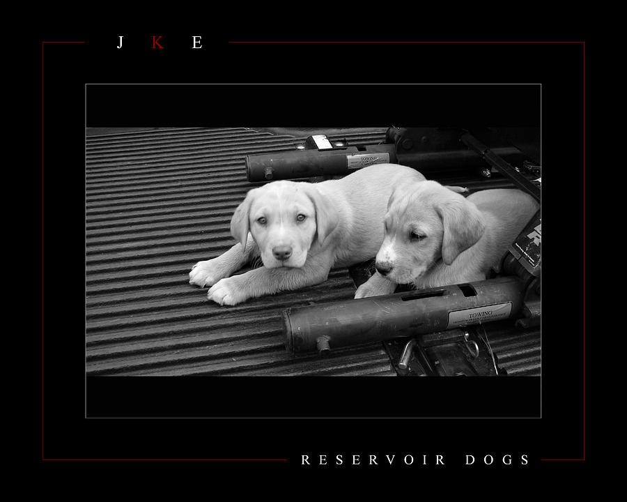 Black And White Photograph - Reservoir Dogs by Jonathan Ellis Keys