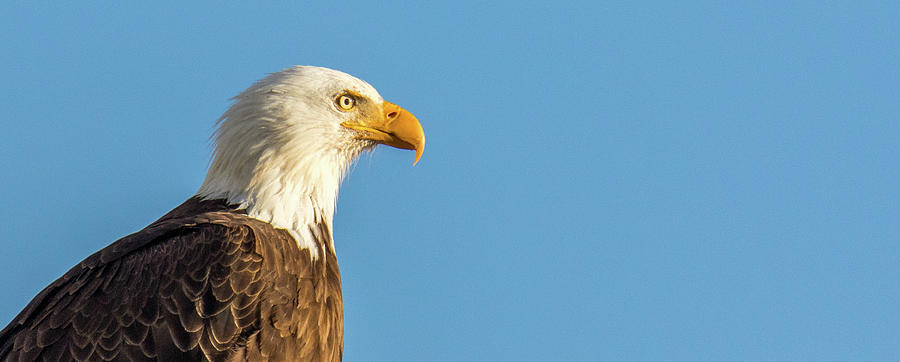 Eagle Photograph - Reservoir Watch  by Kevin Dietrich