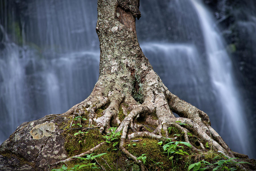 Inspirational Photograph - Resilience - Tree Growing on a Boulder at Crabtree Falls by Matt Plyler