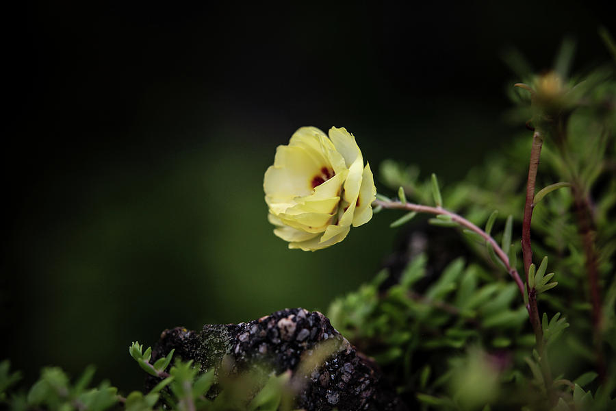 Resilience in Nature Photograph by Bryan Ince | Fine Art America