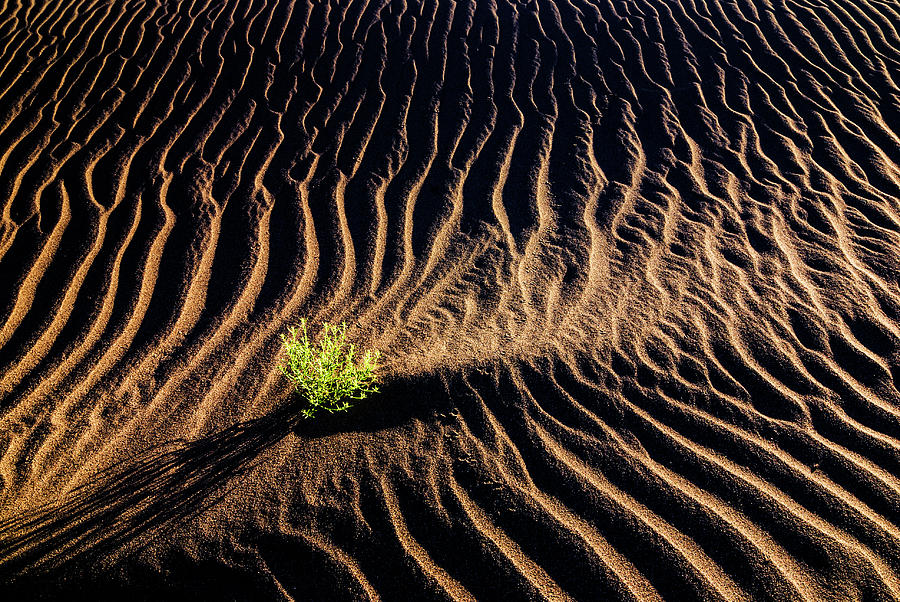 Resilient Plant growing in sand Photograph by Vishwanath Bhat