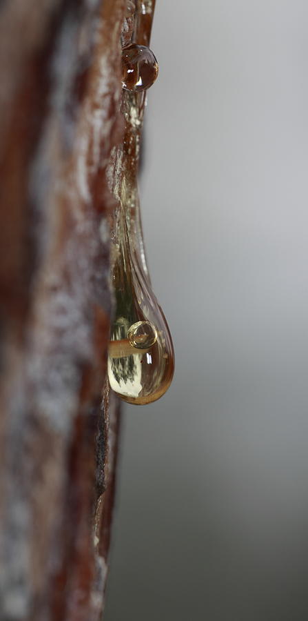 Resin drop on pine tree Photograph by Ulrich Kunst And Bettina Scheidulin