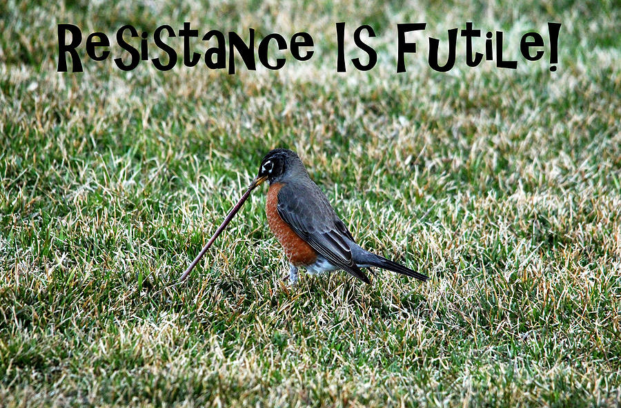 Resistance Is Futile Photograph by Debbie Oppermann