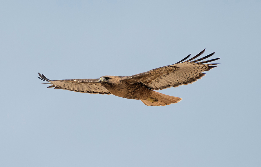 Resolute Hawk Photograph by Loree Johnson