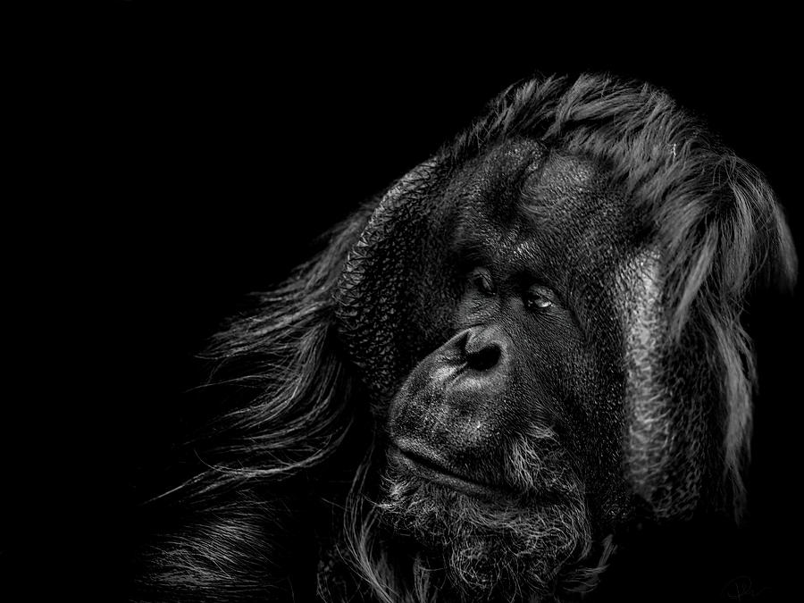 Ape Photograph - Respect by Paul Neville
