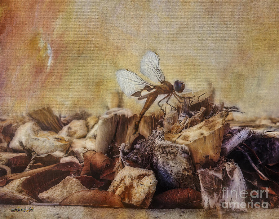 Respite of the Mosquito Hawk Digital Art by Rhonda Strickland
