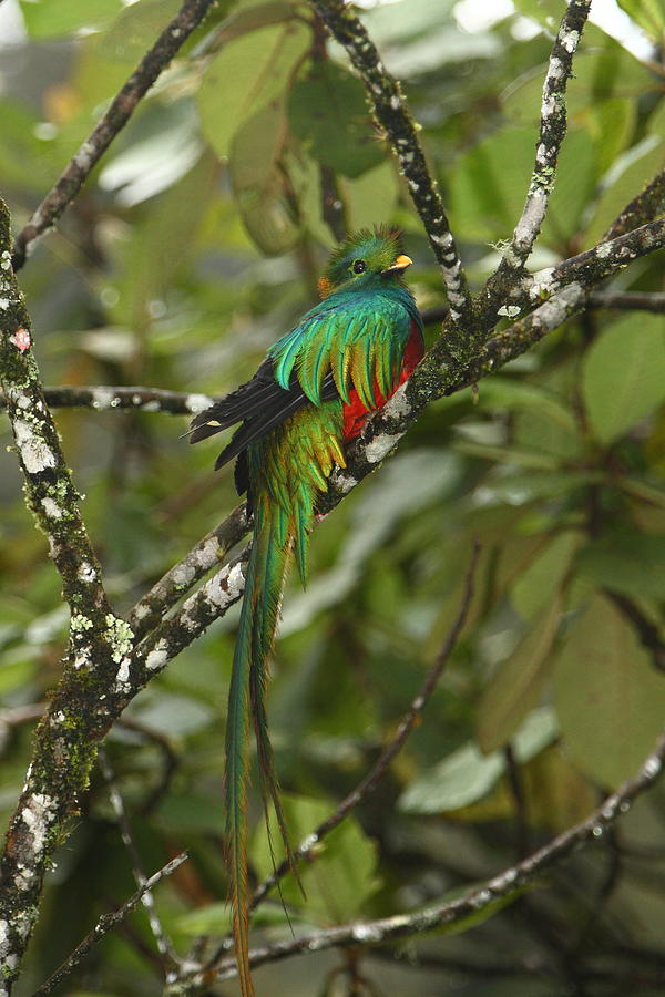 Mayan Photograph - Resplendent Quetzal II by Bruce J Robinson