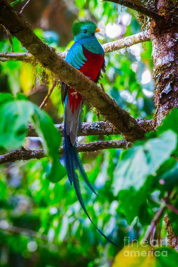 Nature Photograph - Resplendent Quetzal by Todd Bielby