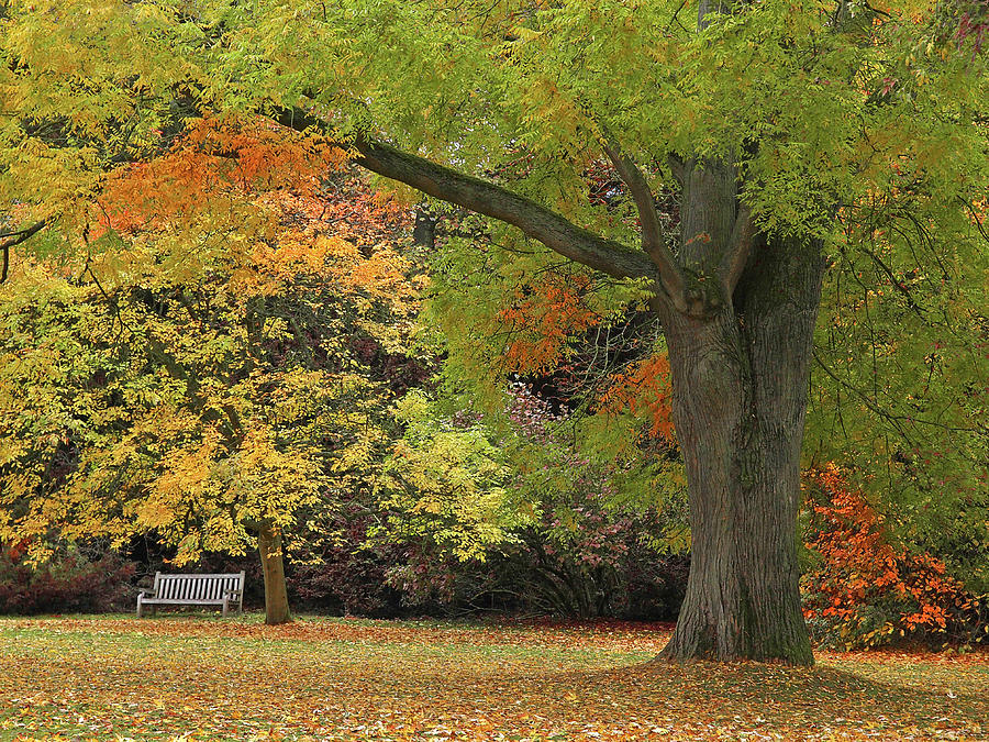 Rest A While In Autumns Splendour Photograph by Gill Billington