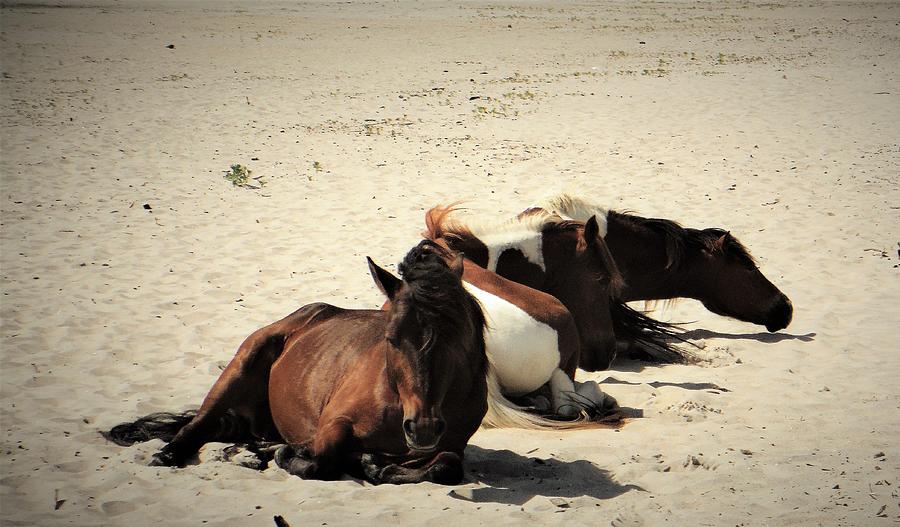 Rest and Relaxation on the Beach Photograph by Jacqueline Whitcomb