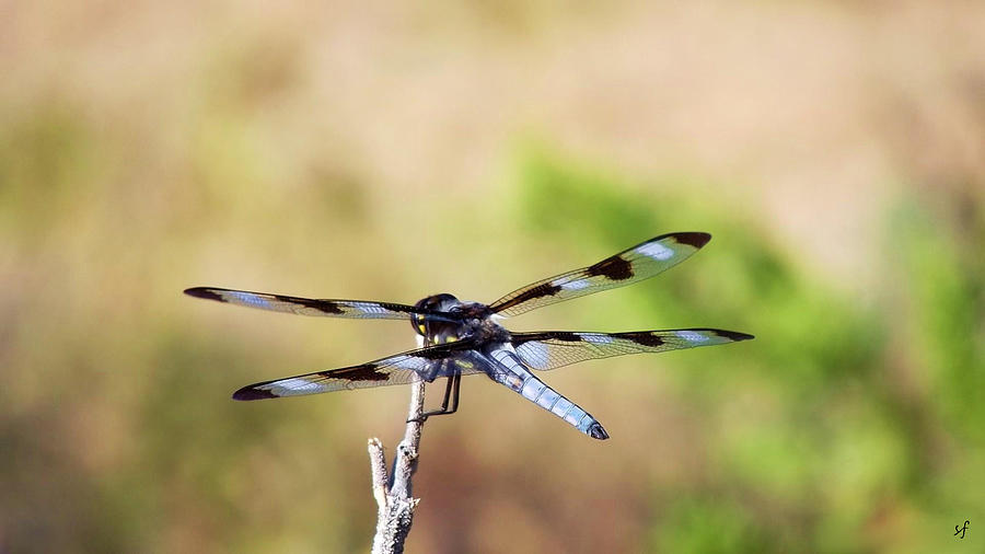 Rest Area, Dragonfly on a Branch Photograph by Shelli Fitzpatrick