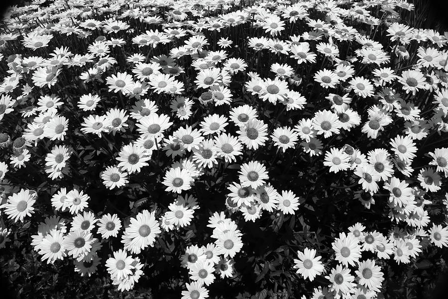Rest Stop Daisies 1 BW Photograph by Mary Bedy