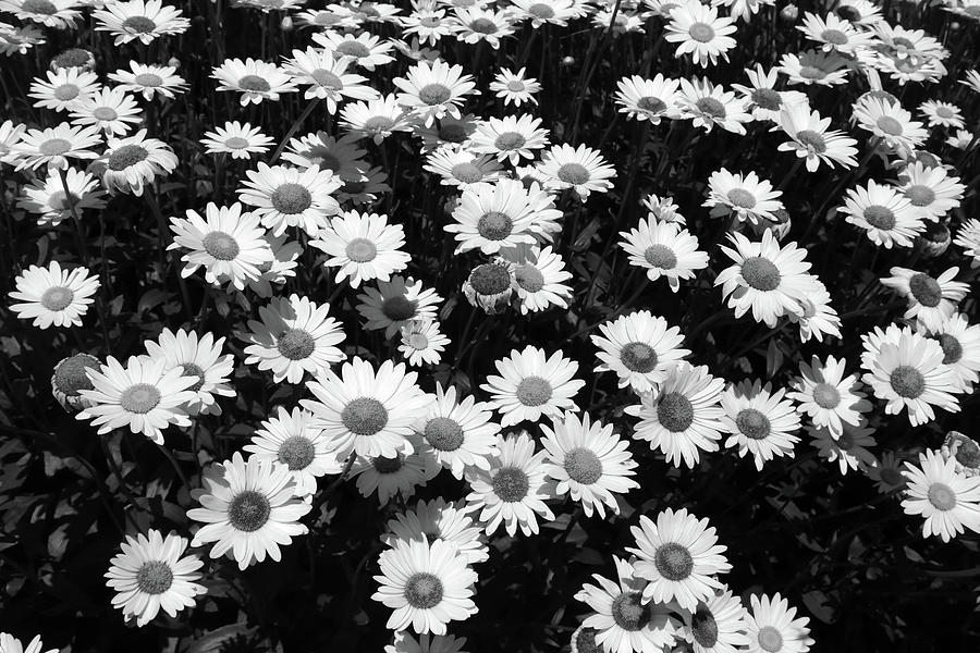 Rest Stop Daisies 2 BW Photograph by Mary Bedy