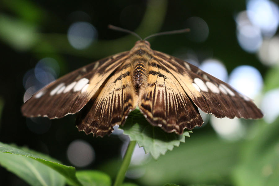 Rest Your Wings Photograph By Lori Godfrey - Fine Art America