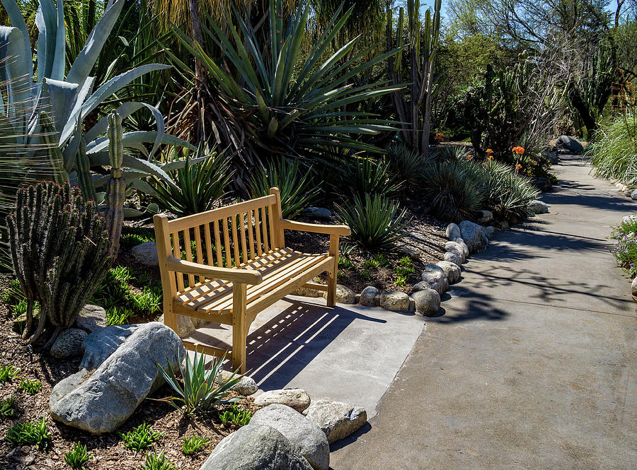 Restful Bench in the Desert Garden Photograph by Roslyn Wilkins