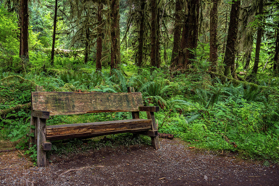 Restful Bench in the Forest Photograph by Roslyn Wilkins