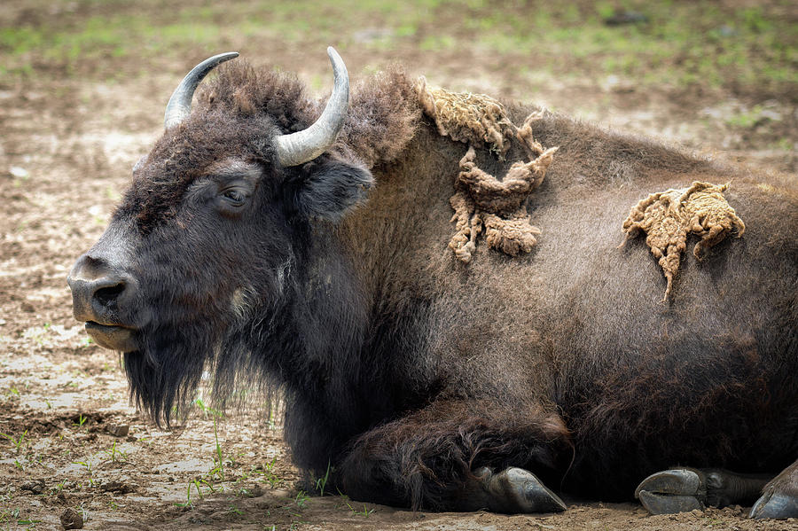 Restful Bison Photograph by James Barber