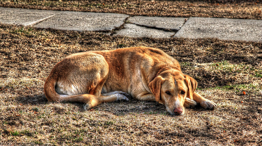 Dog Photograph - Restful Friend by J Laughlin