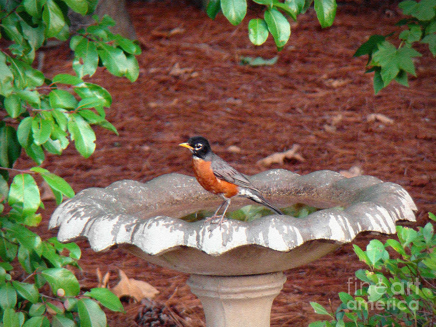 Restful Robin Photograph by Sue Melvin