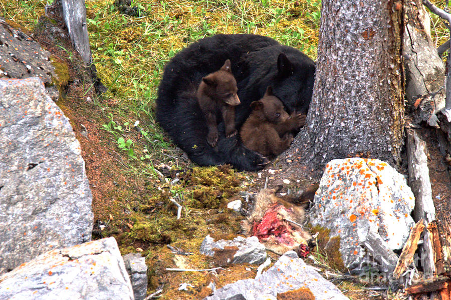 Banff National Park Photograph - Resting After The Family Meal by Adam Jewell
