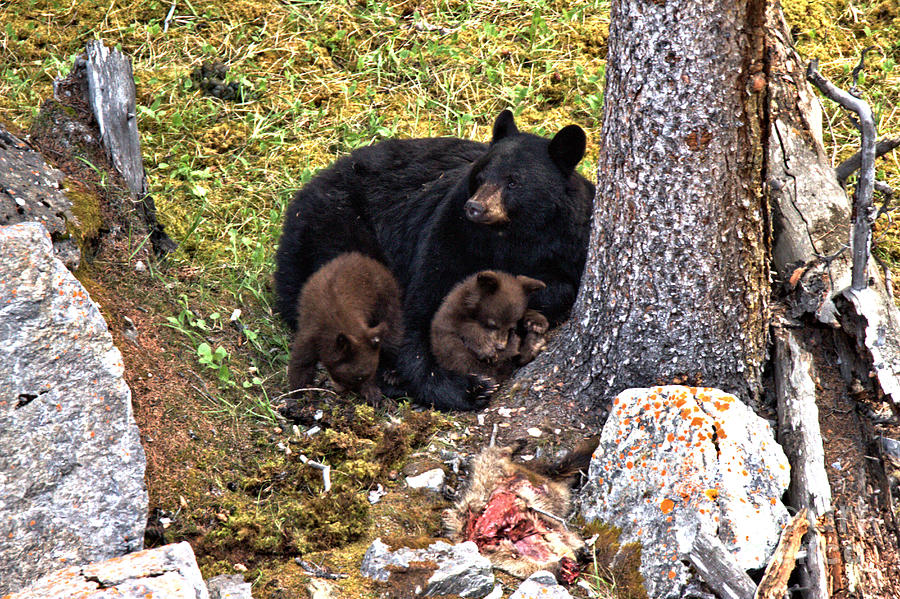 Banff National Park Photograph - Resting After The Feast by Adam Jewell