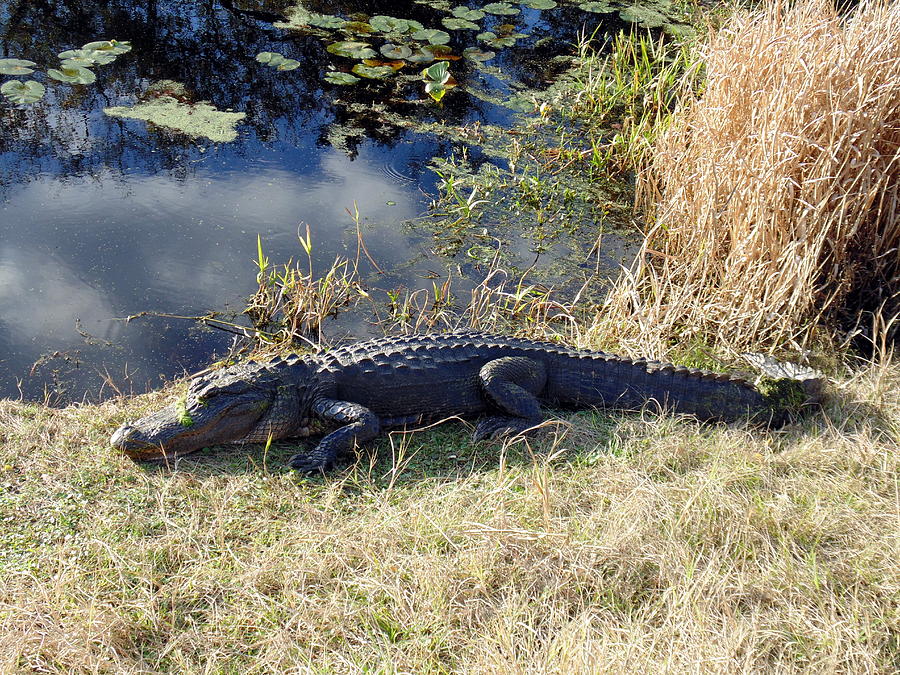 Resting Alligator Photograph By Sara Evans - Fine Art America