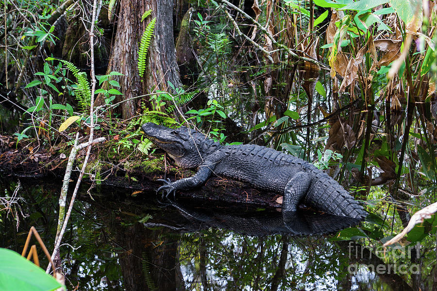 Alligator Photograph - Resting Alligator   by Timyee