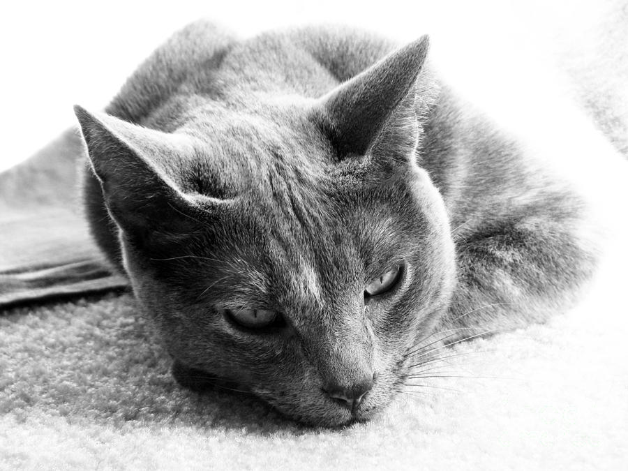 Cat Photograph - Resting by Amanda Barcon