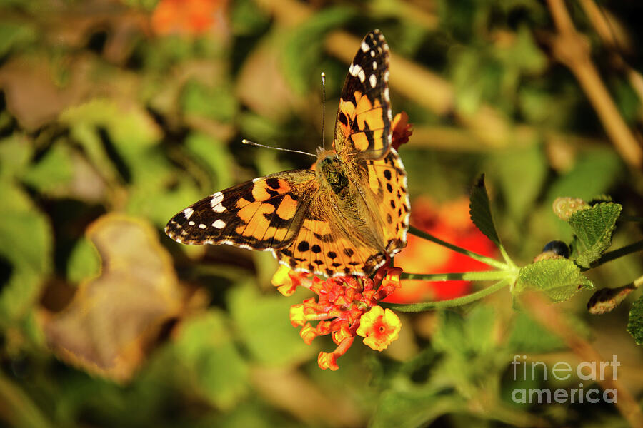 Resting American Painted Lady Photograph by Robert Bales