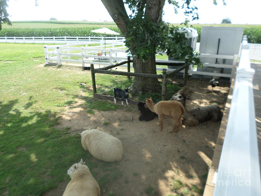 Resting Amish Animals Photograph by Christine Clark - Fine Art America