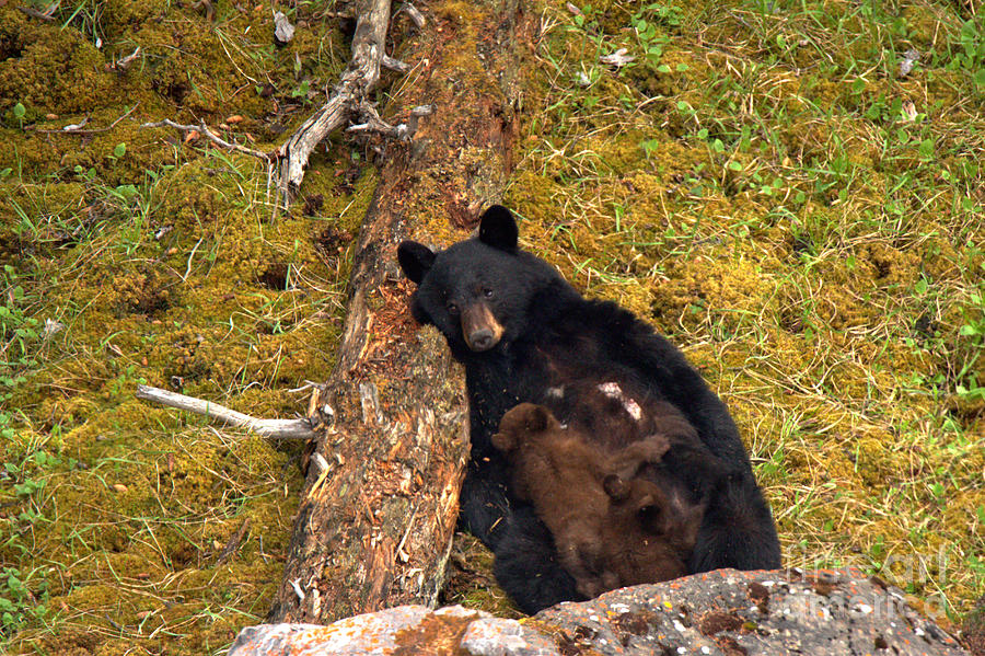 Resting And Nursing Photograph by Adam Jewell