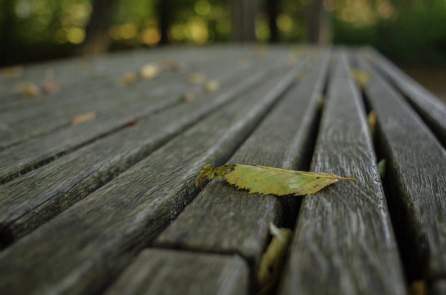 Resting Autumn Photograph by Miguel Winterpacht