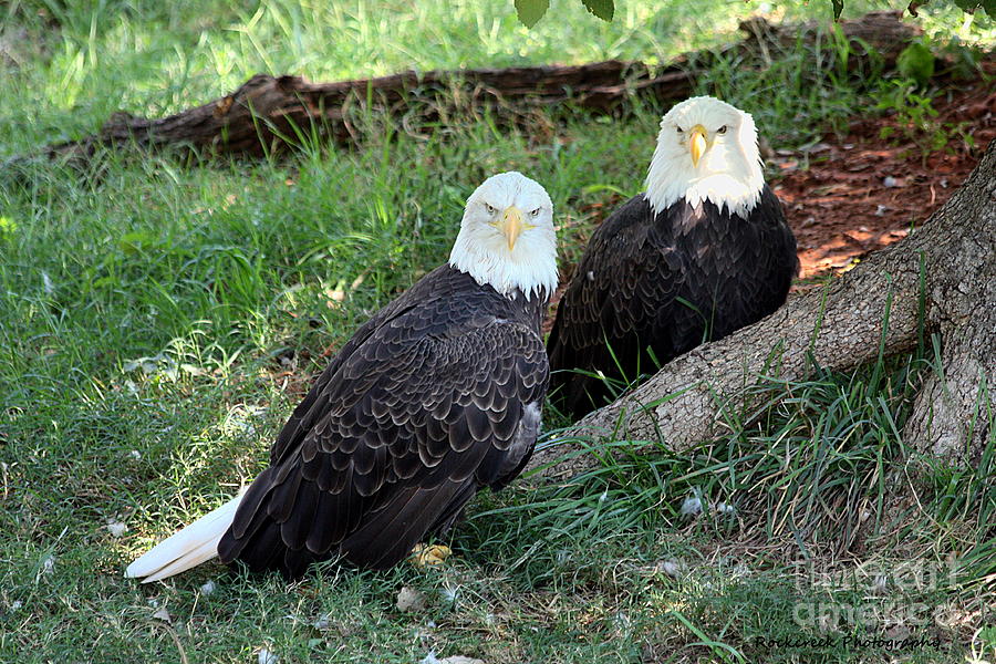 Resting Bald Eagles Photograph by Sheila Brown