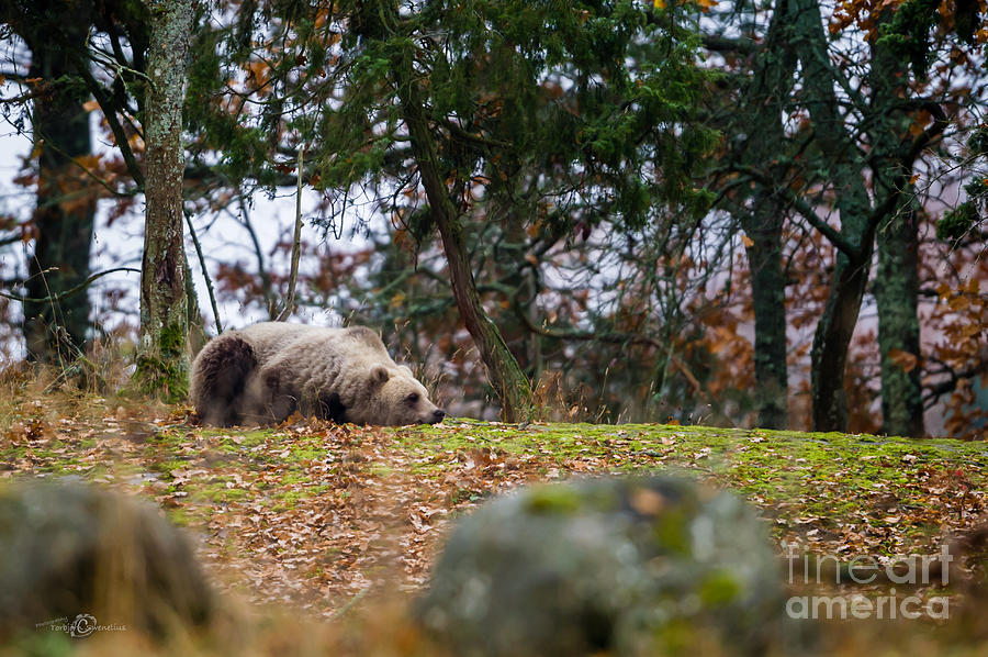 Resting Bear Photograph by Torbjorn Swenelius Resting Bear Photograph by Torbjorn Swenelius