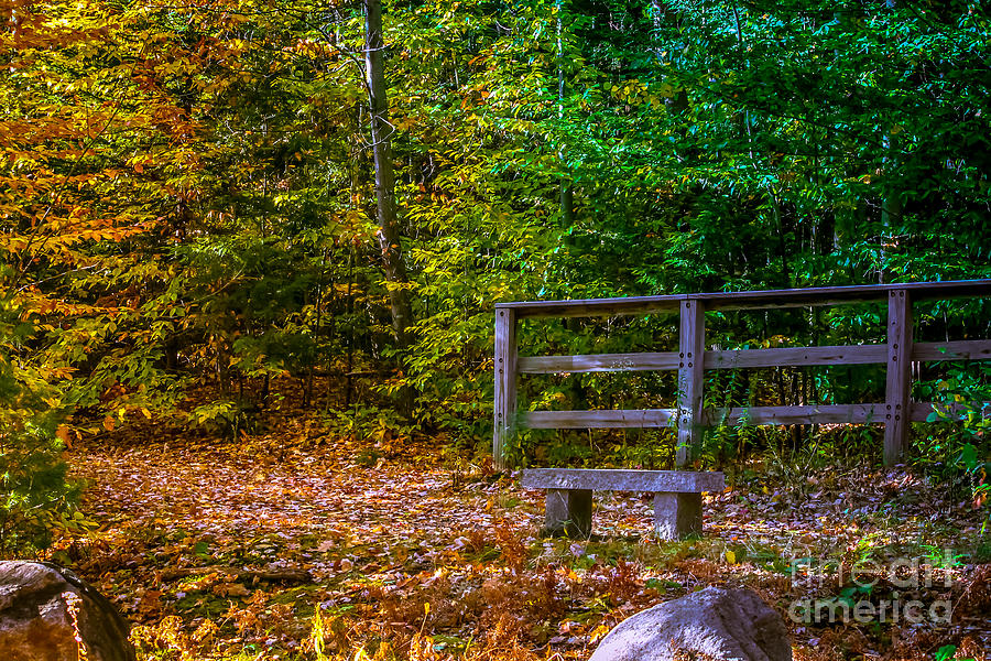 Resting bench on the trail Photograph by Claudia M Photography