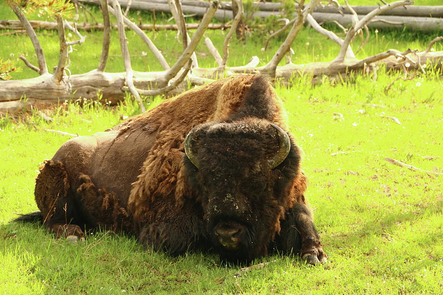 Resting Bison Photograph by Christiane Schulze Art And Photography