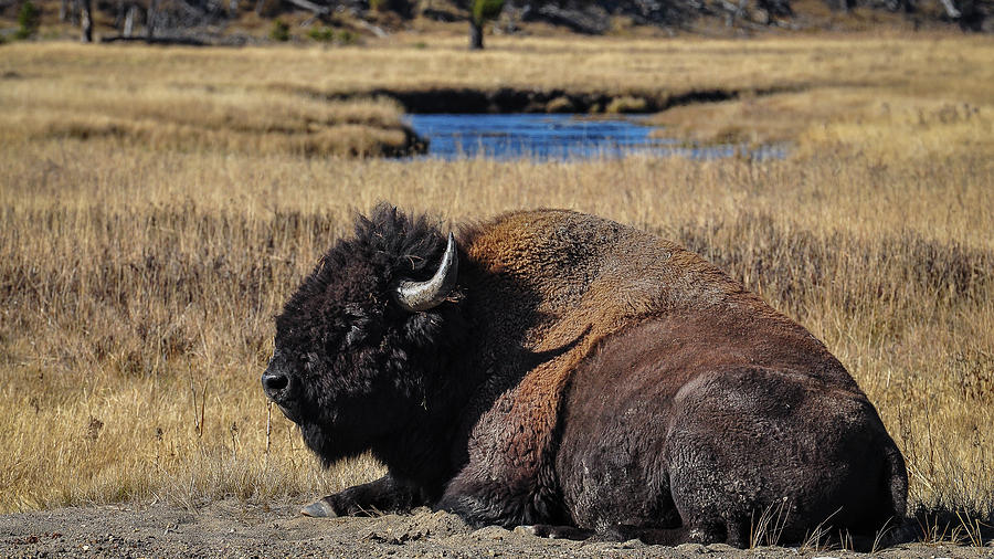 Resting Bison Photograph by Dan Kinghorn - Pixels