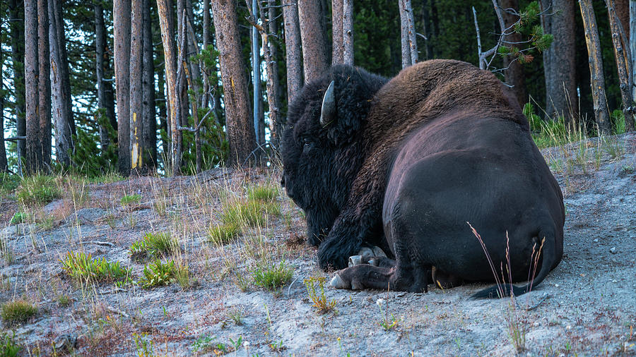 Resting Bison Yellowstone National Park Photograph by Lawrence S Richardson Jr