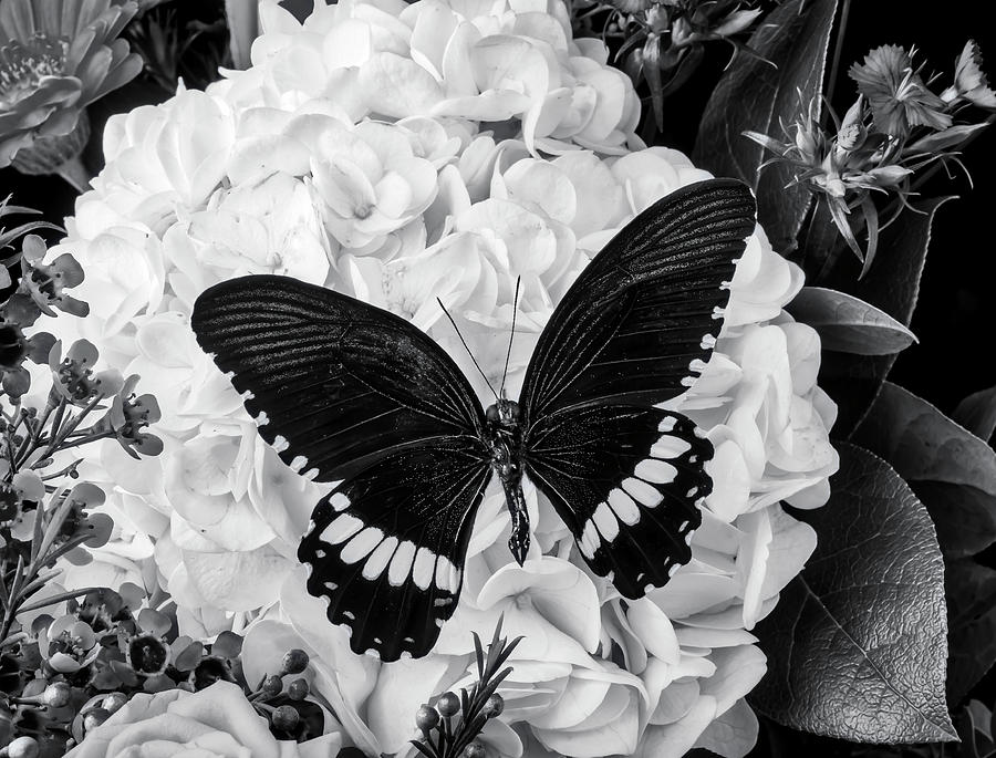 Resting Black Butterfly In Black And White Photograph by Garry Gay