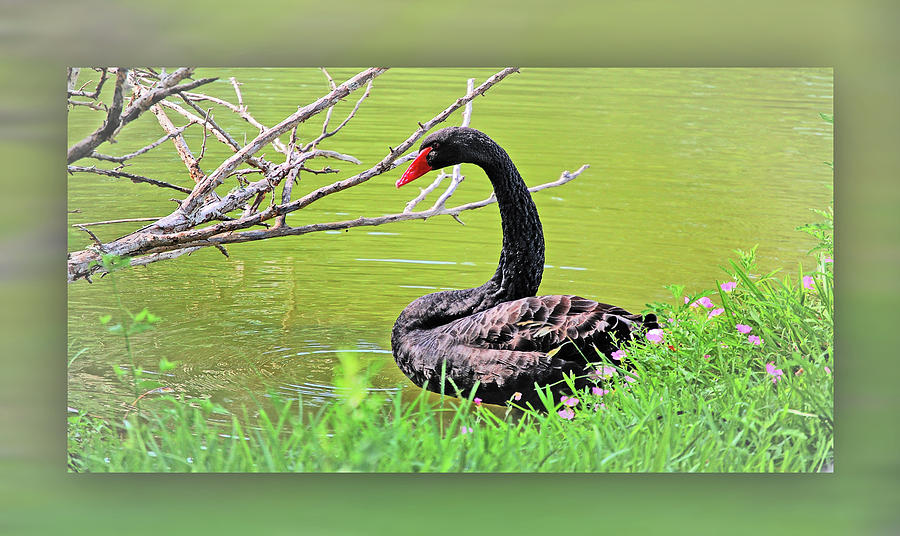 Resting Black Swan Photograph by Leticia Latocki