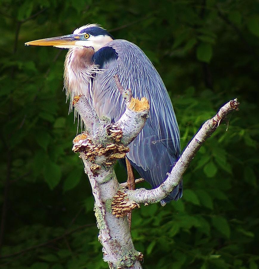 Wildlife Photograph - Resting Blue Heron by Bruce Bley