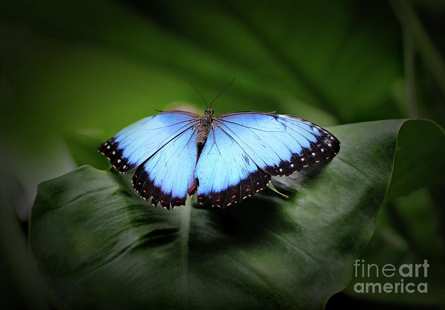 Resting Blue Morpho Butterfly Photograph by Karen Adams