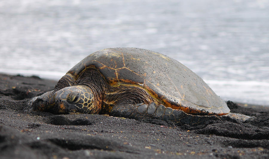 Turtle Photograph - Resting by Brian Governale