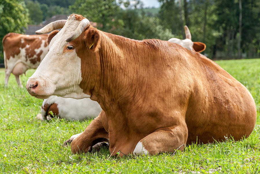 Resting brown cow Photograph by Martin Capek