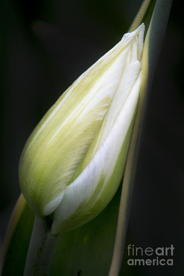 Resting Bud Photograph by Sonya Lang