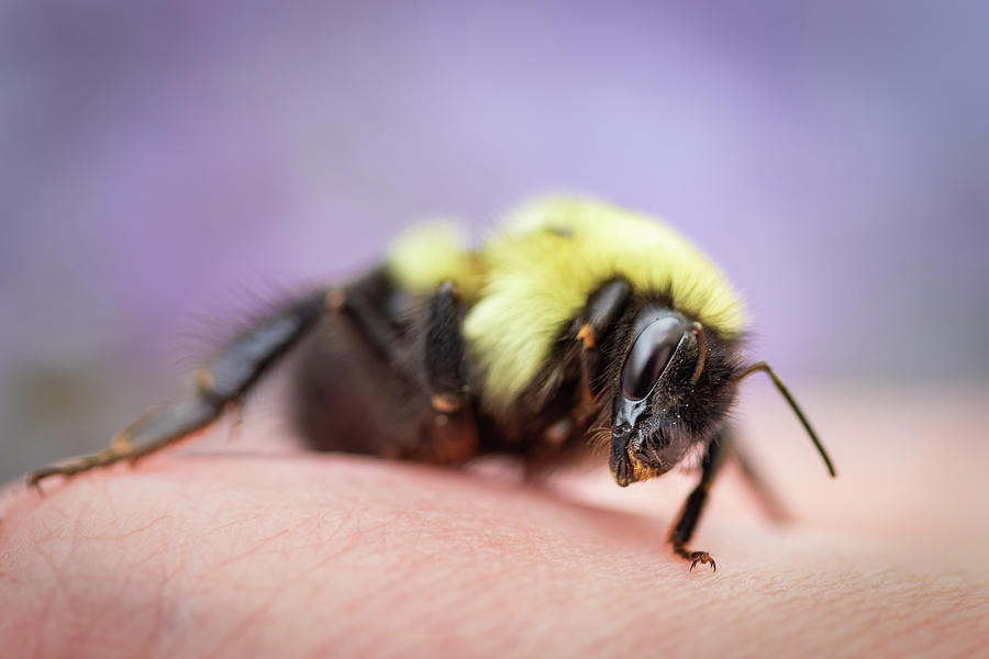 Resting Bumblebee Photograph by Kristen Wilkinson