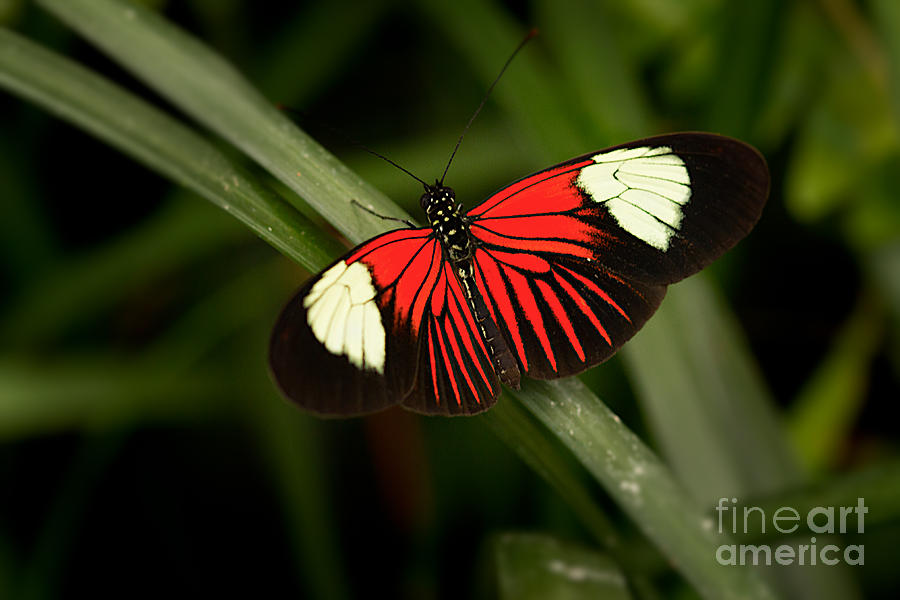 Butterfly Photograph - Resting Butterfly by Ana V Ramirez