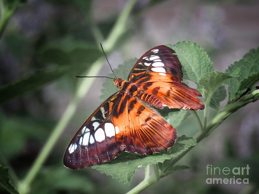 Resting butterfly Photograph by Rrrose Pix
